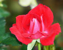 Miss Flippins ™ rose photo