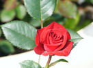 Miss Flippins ™ rose photo