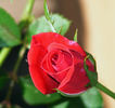 Miss Flippins ™ rose photo