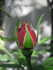 Herbert Brunning rose photo