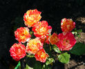 Isolde Hit rose photo