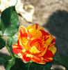 Isolde Hit rose photo