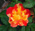 Isolde Hit rose photo