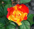 Isolde Hit rose photo