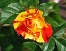 Isolde Hit rose photo