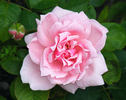 Country Music rose photo