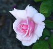 Country Music rose photo