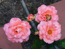 Cherish rose photo