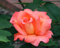 Cherish rose photo