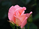 Cherish rose photo