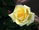 Butter Cream ™ rose photo