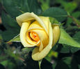 Butter Cream ™ rose photo