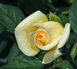 Butter Cream ™ rose photo