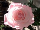 Mu Lan rose photo