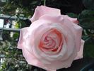 Mu Lan rose photo