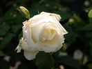 Madame Louis Lens, Cl. rose photo