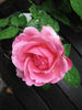 Lady Somers rose photo