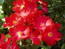 Axel Kahn ® rose photo