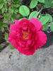 Herbert Brunning rose photo