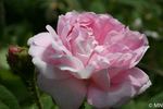 Princess Alice rose photo