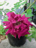 Herbert Brunning rose photo