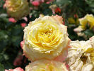 Tropical Sherbet rose photo