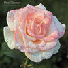 Pearl Essence ™ rose photo