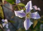 Chatsworth clematis photo