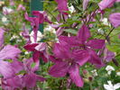 Eetika clematis photo