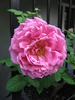 Lady Somers rose photo