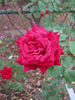 Lubra rose photo
