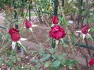 Lubra rose photo