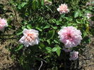 Madame Pauline Labonté rose photo