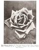 Mrs. Edward Mawley rose photo