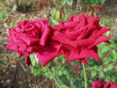 Lubra rose photo