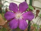 Ernest Markham clematis photo