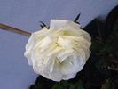 The Great White rose photo