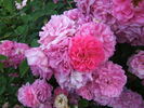 Ben Cant rose photo