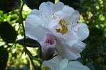 Jacqueline Humery rose photo