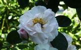 Jacqueline Humery rose photo