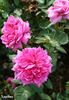 Xanthus rose photo