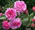 Xanthus rose photo