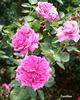 Xanthus rose photo