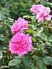 Xanthus rose photo