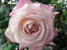 Top Gun rose photo