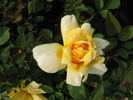 Kristo Pienaar rose photo