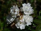 Hedi Grimm rose photo