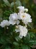 Hedi Grimm rose photo