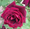 Black Knight rose photo