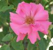 Zara Hore-Ruthven rose photo